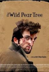 野梨树 The Wild Pear Tree
