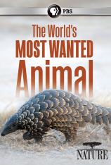 穿山甲：被捕杀最多的动物 Pangolins: The World's Most Wanted Animal