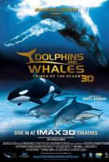 海豚与鲸 Dolphins and Whales 3D-Tribes of the Ocean