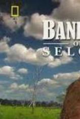 国家地理-条纹獴求生录 Bandits of Selous