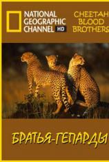 国家地理-猎豹兄弟党 Cheetah Blood Brothers