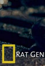 国家地理-老鼠 Rat Genius