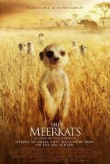 蒙哥 The Meerkats