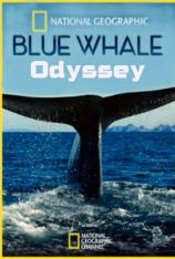 国家地理-小蓝鲸历险记 Blue Whale Odyssey