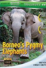 婆罗洲侏儒象 Borneo's Pygmy Elephants