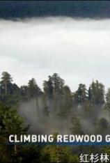 地球大视野-加州红杉林 Living Landscapes Earthscapes-California Redwoods