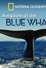 蓝鲸王国 Kingdom Of The Blue Whale