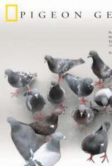 国家地理-动物天才-鸽子 Brilliant Beasts-Pigeon Genius