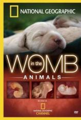 国家地理-子宫日记：动物篇 In the Womb: Animals