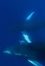 国家地理-座头鲸之歌 Humpbacks-Cracking The Code