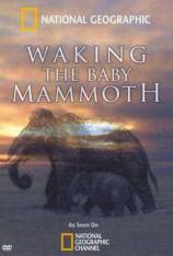 国家地理-娃娃长毛象 Waking The Baby Mammoth
