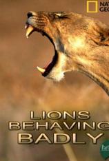 国家地理-不守规矩的狮子 Lions Behaving Badly