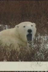 国家地理-动物擒拿手-北极熊危机 Animal Patrol:  Polar Bear Peril