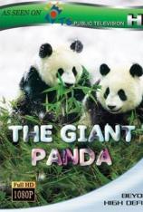大熊猫 The Giant Panda