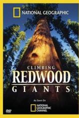 国家地理-红杉林大观 Climbing Redwood Giants