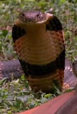 国家地理-眼镜蛇王:食人蛇 King Cobra Cannibal Snake