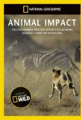 国家地理-动物构造大揭秘:草原动物 Animal Impact: Savannah