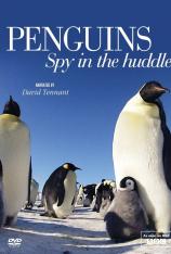 BBC 企鹅群里有特务 BBC Penguins - Spy in the huddle
